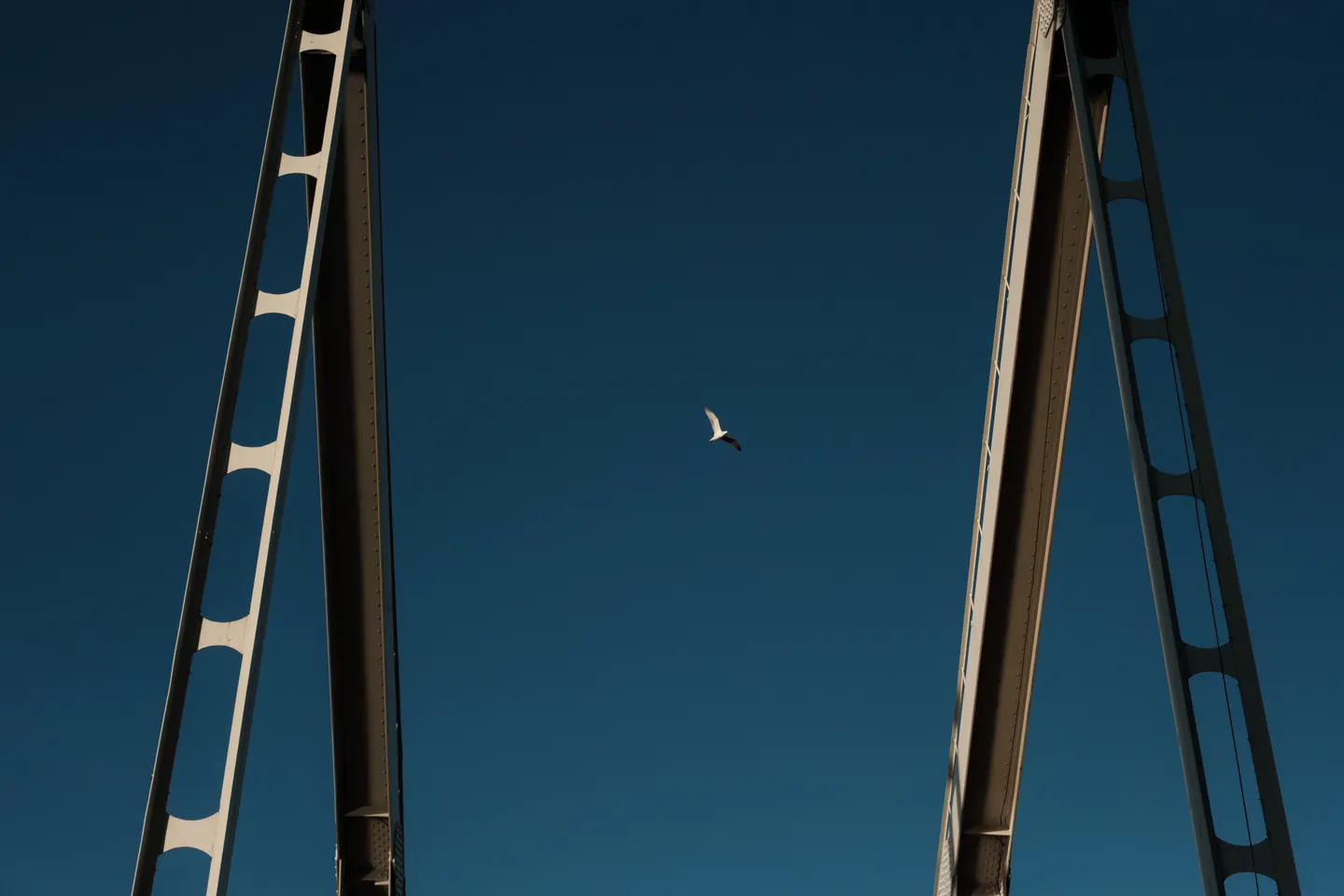 A bird rests between the steel supports of the bridge.